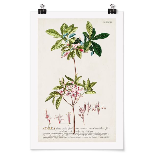 Quadri verdi Illustrazione botanica vintage Azalea