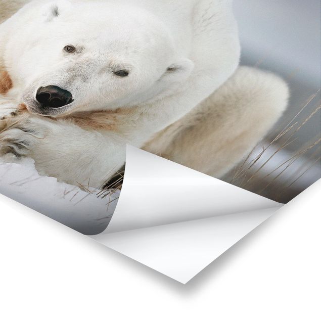 Poster - Pensieroso Polar Bear - Orizzontale 2:3