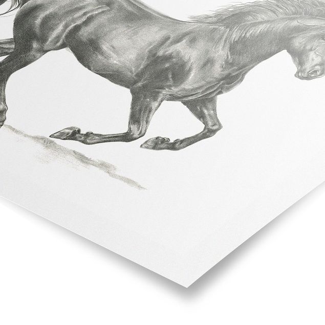 Poster in bianco e nero Prova del cavallo selvaggio - Stallone