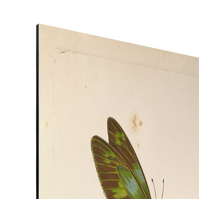 Quadro turchese Illustrazione vintage Farfalle esotiche