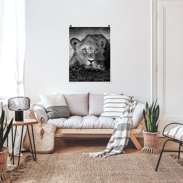 Quadro leone Leoncino in agguato