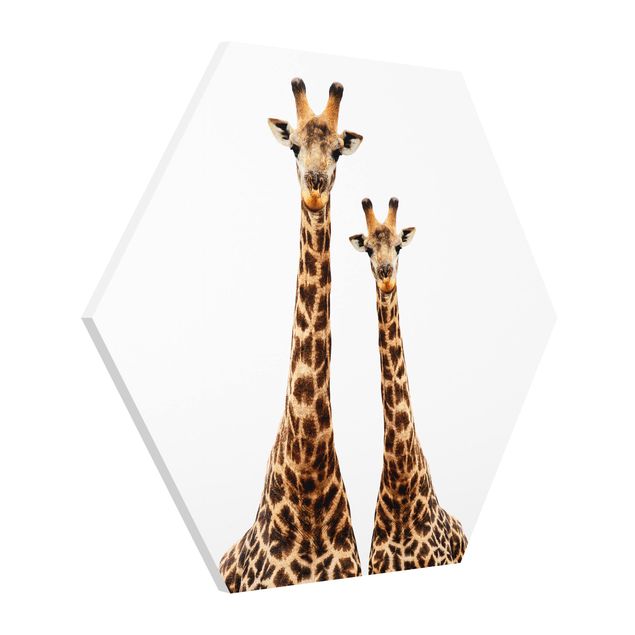 Quadri animali Portamento di due giraffe
