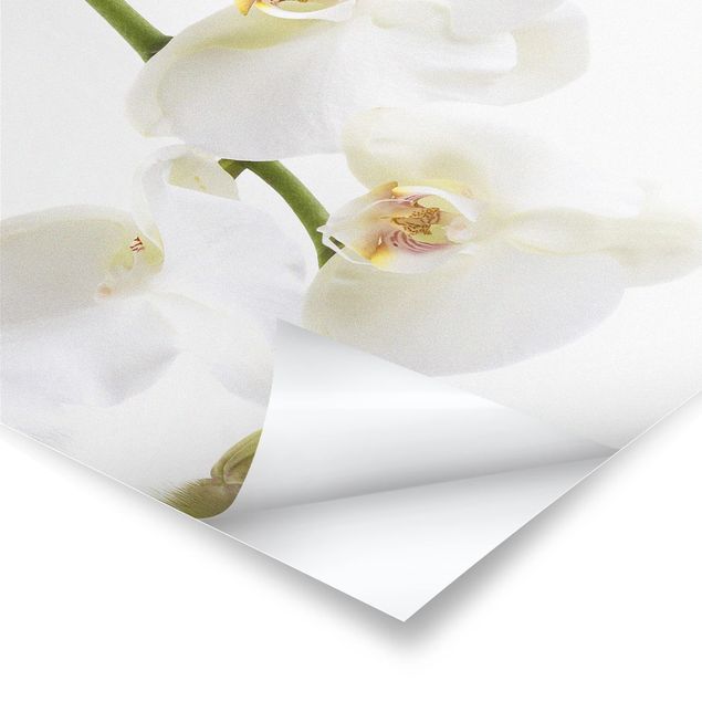 Stampe poster Acque di orchidea bianca