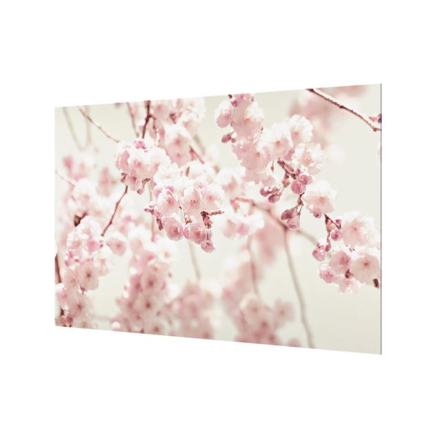 Paraschizzi in vetro - Danza di fiori di ciliegio - Formato orizzontale 3:2