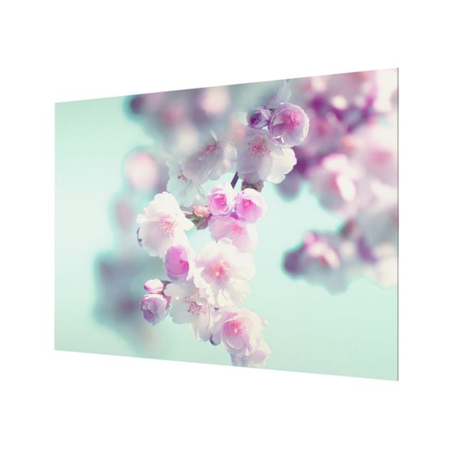 Paraschizzi in vetro - Fiori di ciliegio colorati - Formato orizzontale 4:3
