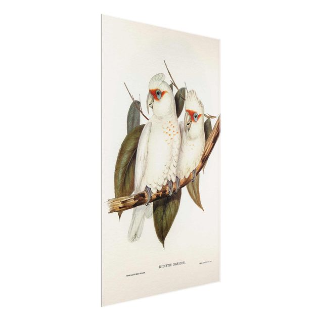 Stampe Illustrazione vintage Cacatua bianco