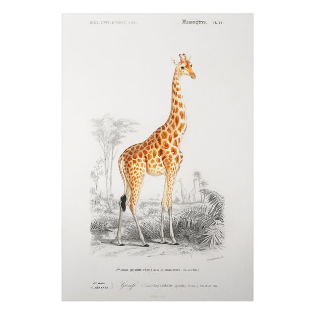 Quadro giraffa Bacheca vintage Giraffa