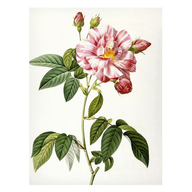 Correnti artistiche Pierre Joseph Redoute - Rosa gallica rosa