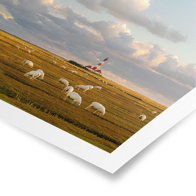 Quadro natura Faro sul Mare del Nord con gregge di pecore