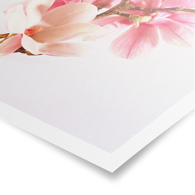 Quadri stampe Fiori di magnolia