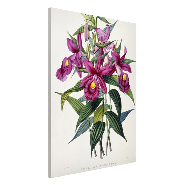 Stampe quadri famosi Maxim Gauci - Orchidea I