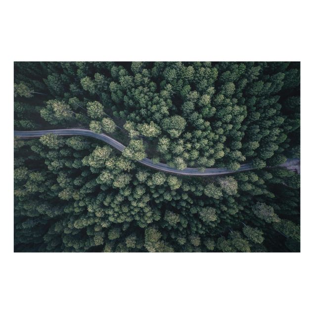 Paraschizzi in vetro - Aerial View - Forest Road From The Top