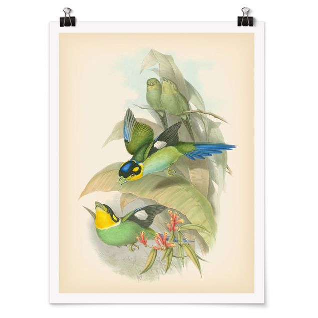 Quadro verde Illustrazione vintage Uccelli tropicali