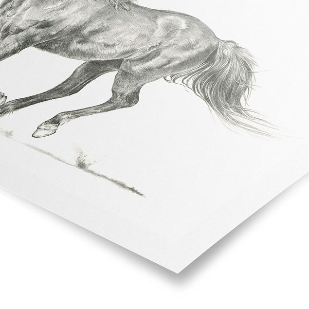 Poster in bianco e nero Prova di cavallo selvaggio - cavalla