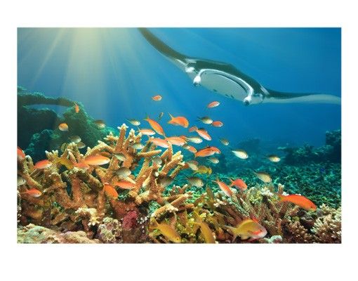 Pellicola autoadesiva per vetri Coral Reef