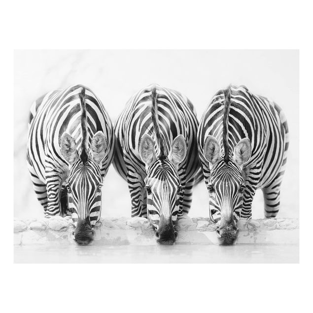 Quadri moderni per arredamento Trio di zebre in bianco e nero