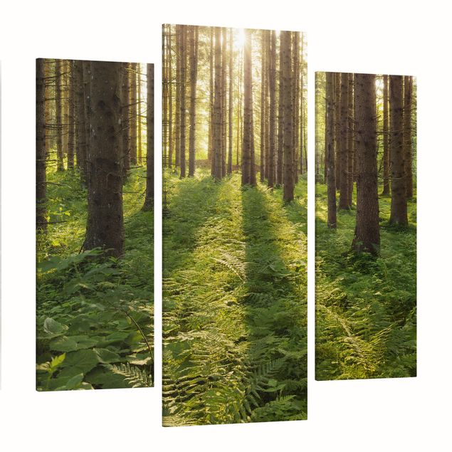 Quadri su tela componibili Raggi di sole nella foresta verde