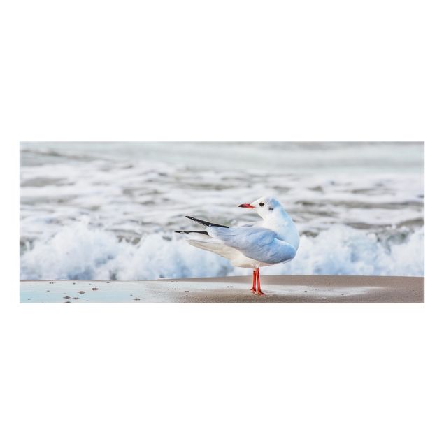 Paraschizzi con animali Gabbiano sulla spiaggia di fronte al mare