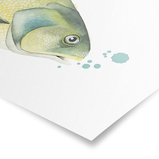Quadri Colore Cattura - Pesce persico