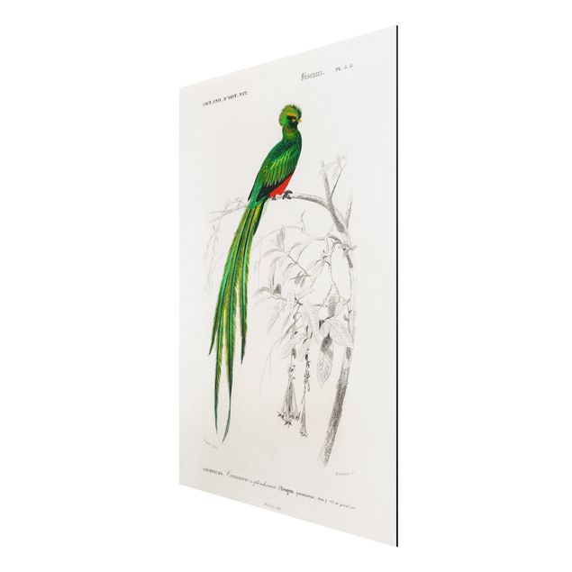 Quadri animali Bacheca Vintage Uccelli tropicali I