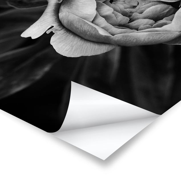 Poster - Peony fiore bianco frontale nero Foglie - Verticale 4:3