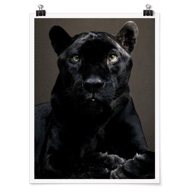 Poster animali Puma nero