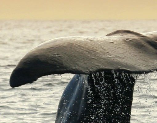 Adesivi per piastrelle con animali Balena subacquea