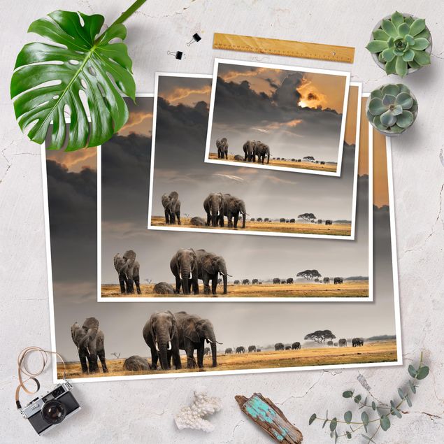 Quadri Elefanti nella savana