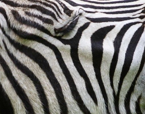 Adesivi mattonelle Zebra ruggente