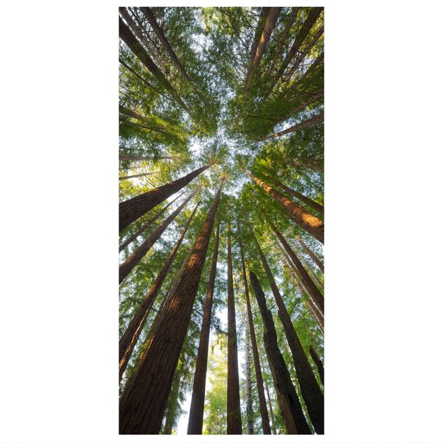 Tenda a pannello - Sequoia treetops 250x120cm