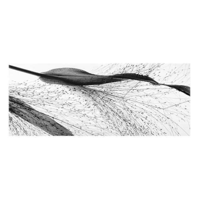 Paraschizzi in vetro - Canneto delicato con sottili gemme in bianco e nero - Panorama 5:2