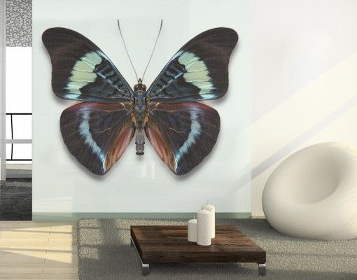 Adesivi per finestre con animali Lepidotteri