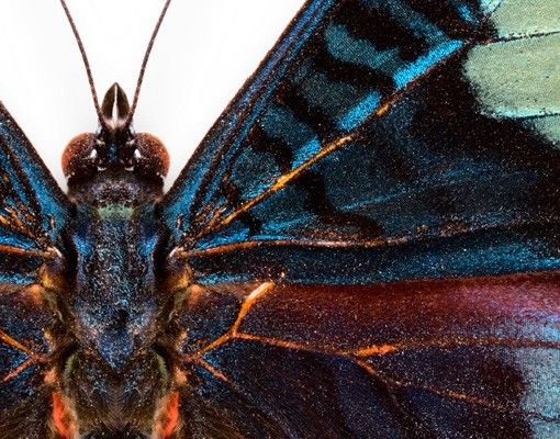 Pellicola per vetri colorata Lepidotteri