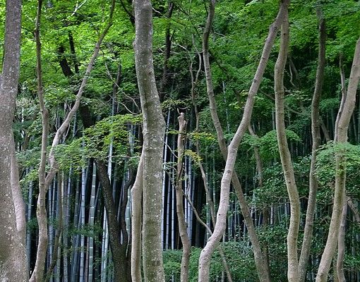 Pellicola adesiva Foresta giapponese