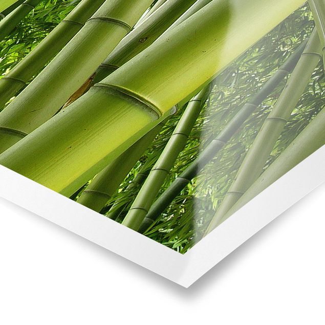 Poster natura paesaggi Alberi di bambù