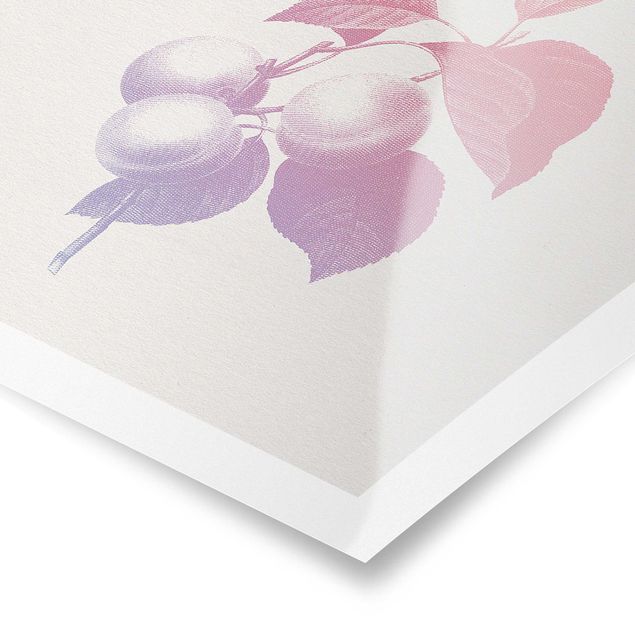 Stampe poster Botanica moderna vintage - Pesca Rosa chiaro Viola