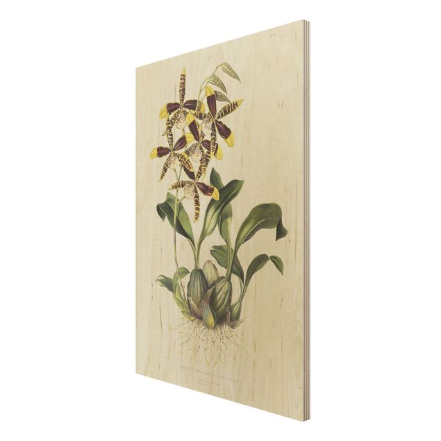 Quadri legno vintage Maxim Gauci - Orchidea II