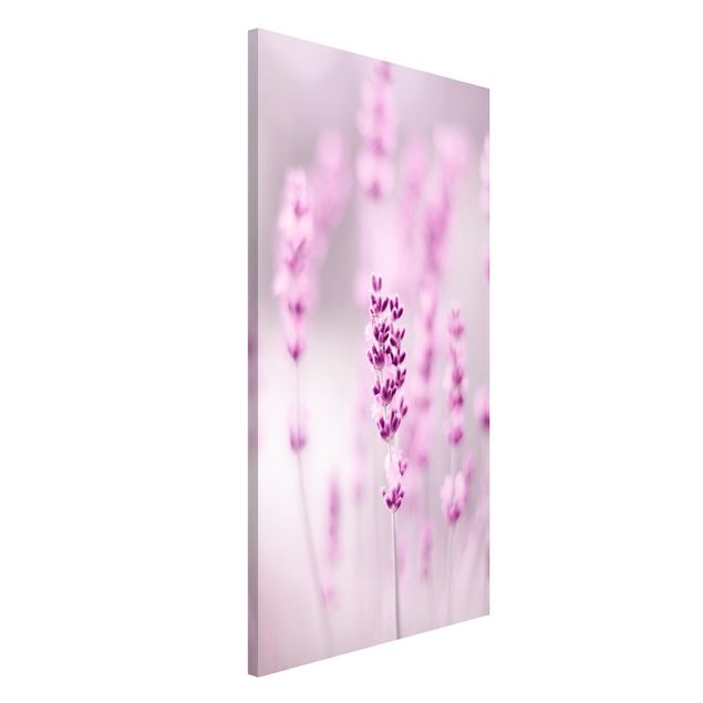 Lavagne magnetiche con fiori Lavanda viola pallido