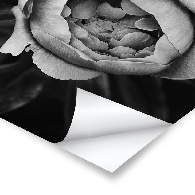 Poster - Peony fiore bianco frontale nero Foglie - Verticale 3:2