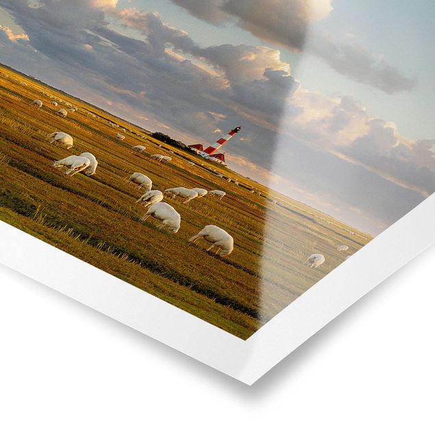 Quadri con animali Faro sul Mare del Nord con gregge di pecore