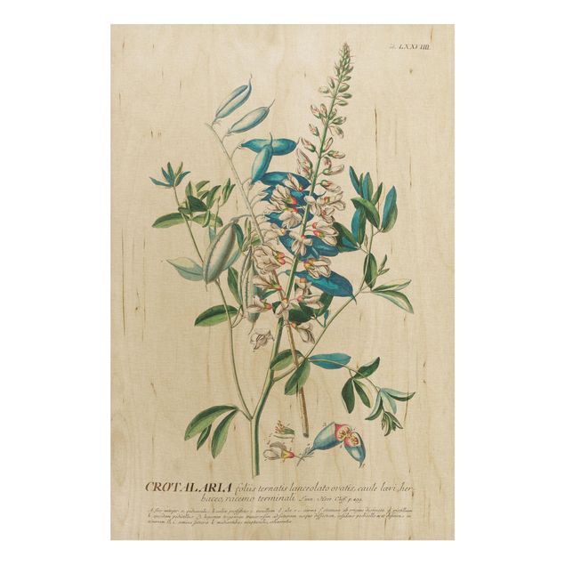 Quadri in legno con fiori Illustrazione botanica vintage Legumi