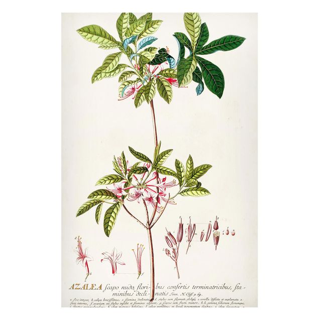 Quadri di fiori Illustrazione botanica vintage Azalea