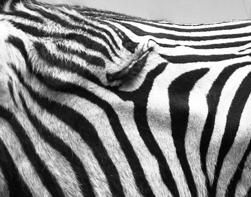 Adesivi per piastrelle Zebra ruggente ll