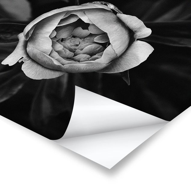 Poster - Peony fiore bianco frontale nero Foglie - Orizzontale 3:4