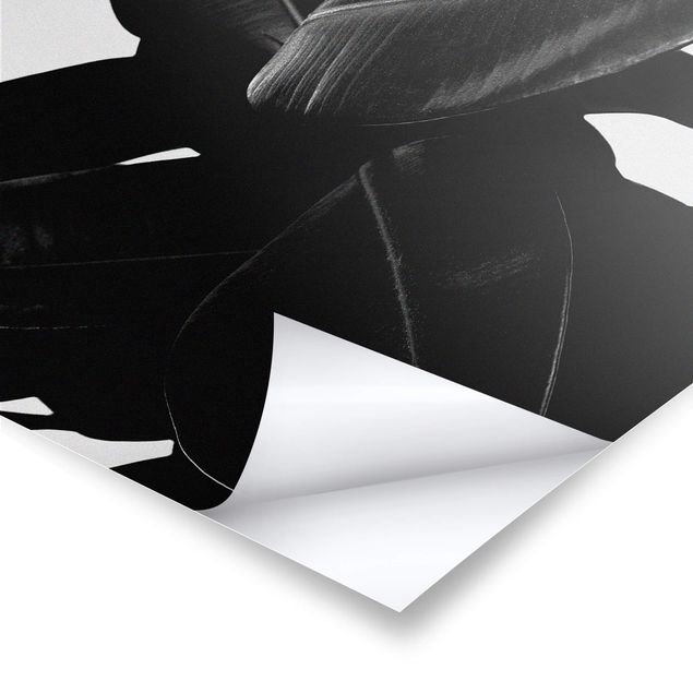 Poster Albero di gomma in bianco e nero