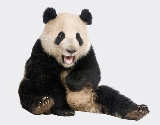 Adesivi per finestre con animali Panda che ride