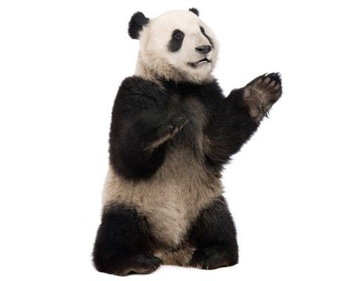 Autocolantes de parede pandas No.509 Panda seduto