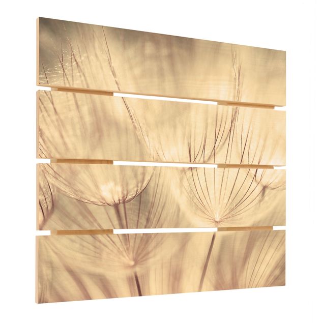 Stampa su legno - Dandelions close-up in tonalità seppia casalinga - Quadrato 1:1
