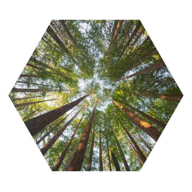 Quadri natura Cime di Sequoia