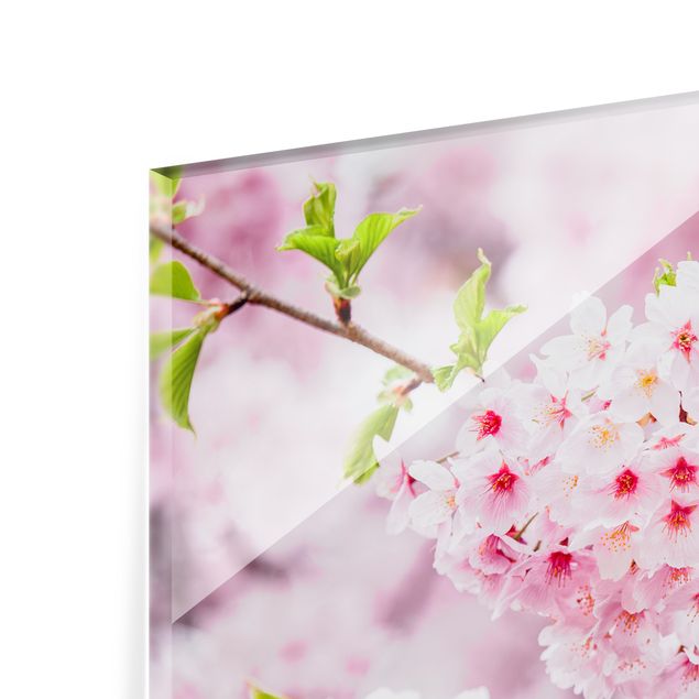 Paraschizzi in vetro - Fioriture di ciliegio giapponesi - Formato orizzontale 4:3